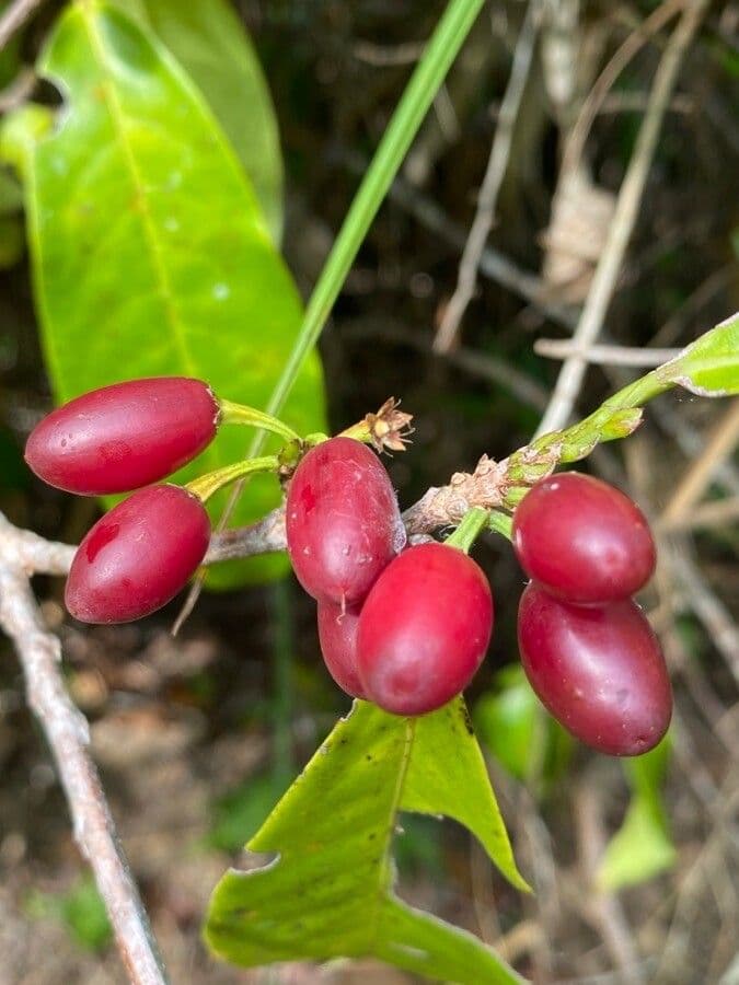 Erythroxylum 2