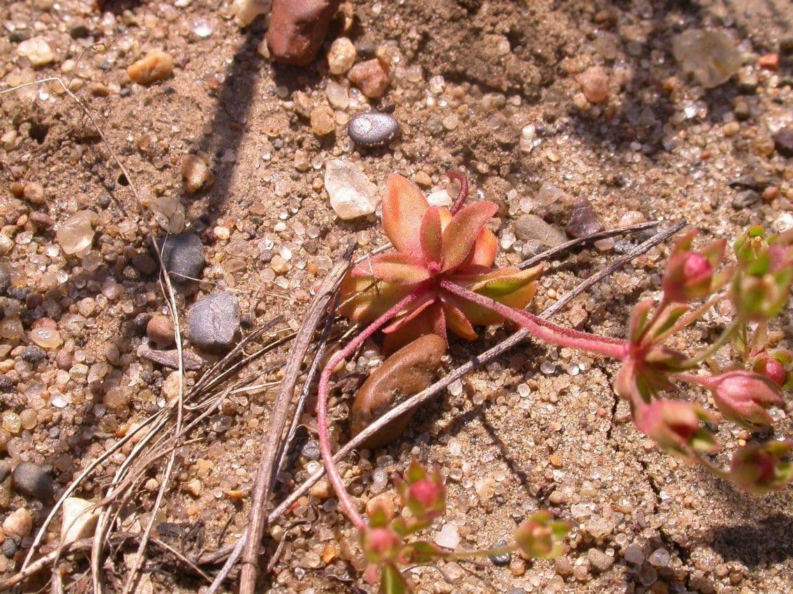 Androsace occidentalis 4