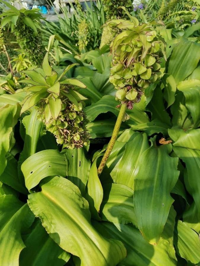 Eucomis 13