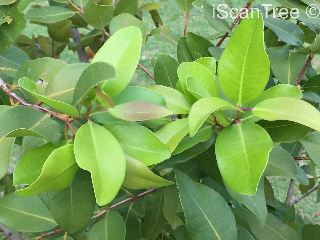 Syzygium guineense 14
