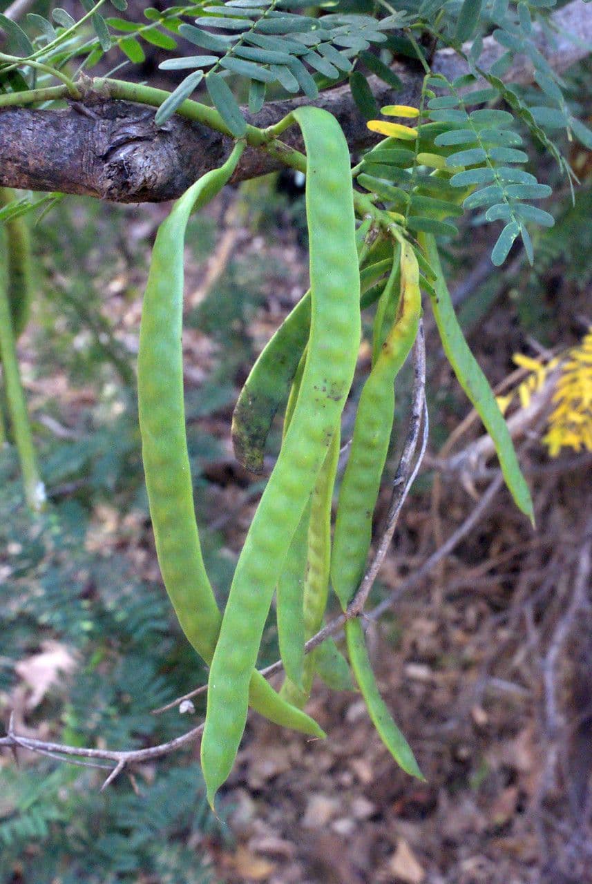 Prosopis 3