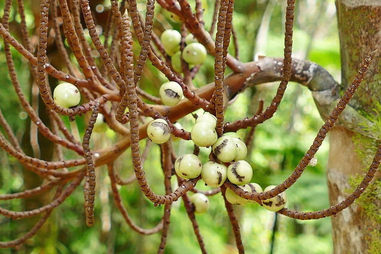 Clinosperma 3