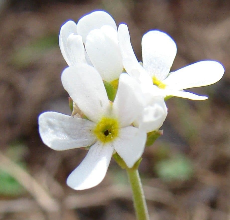 Androsace 5