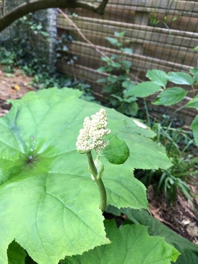 Astilboides 5