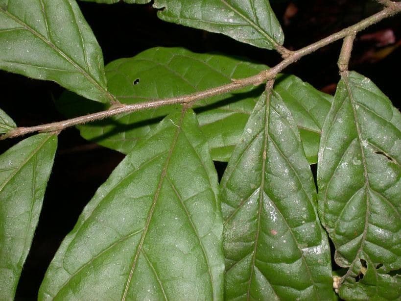 Dichapetalum 8