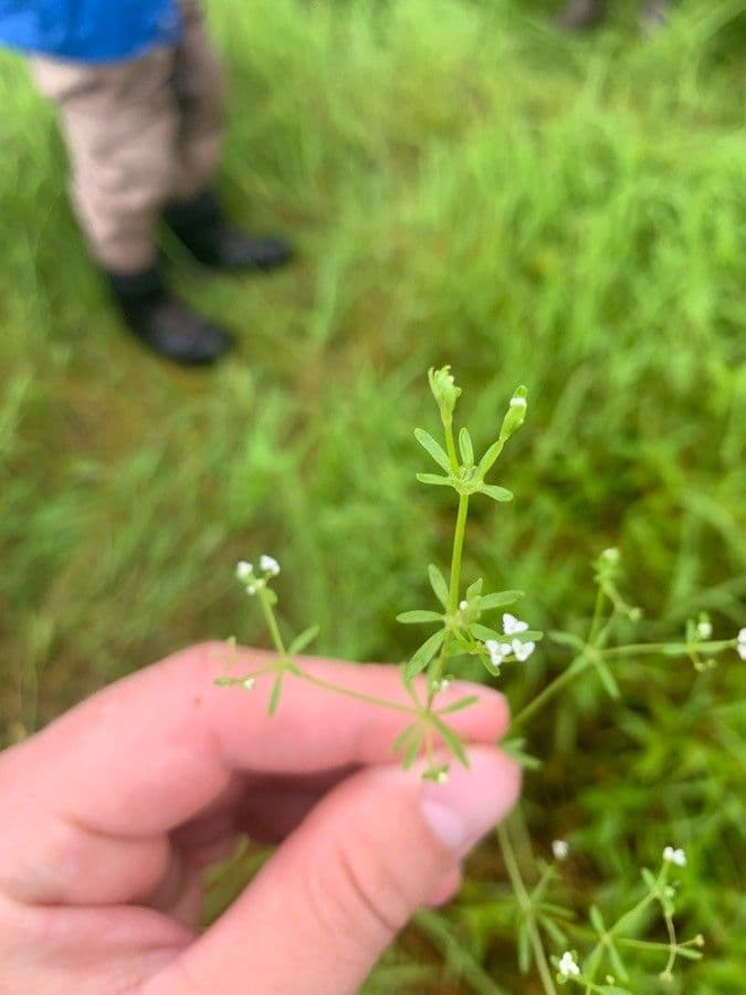 Corn-cleavers 10