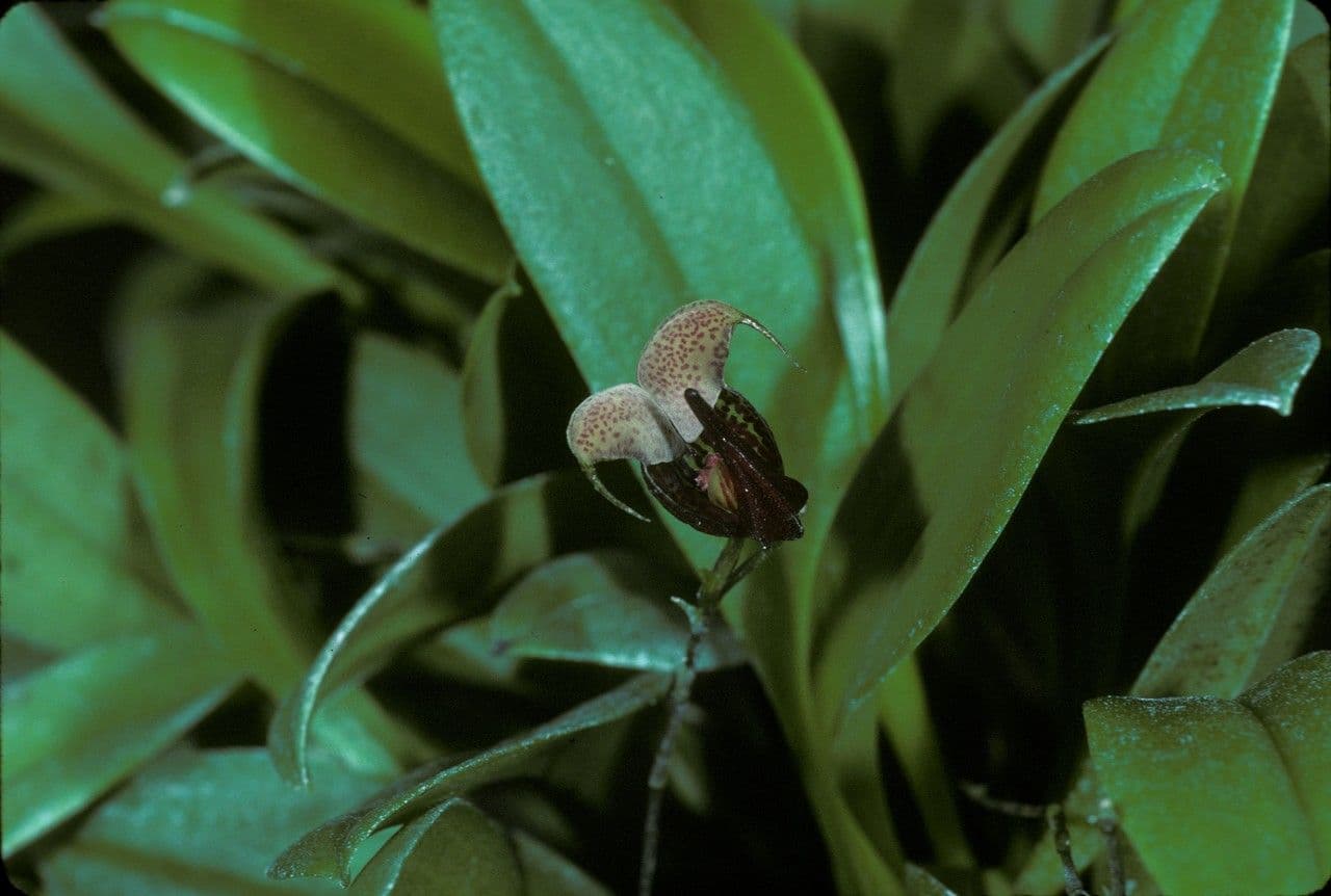 Scaphosepalum 5