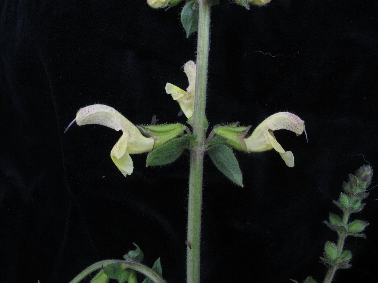 Salvia 5