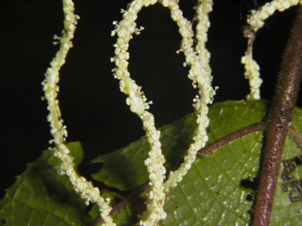Myriocarpa longipes 10