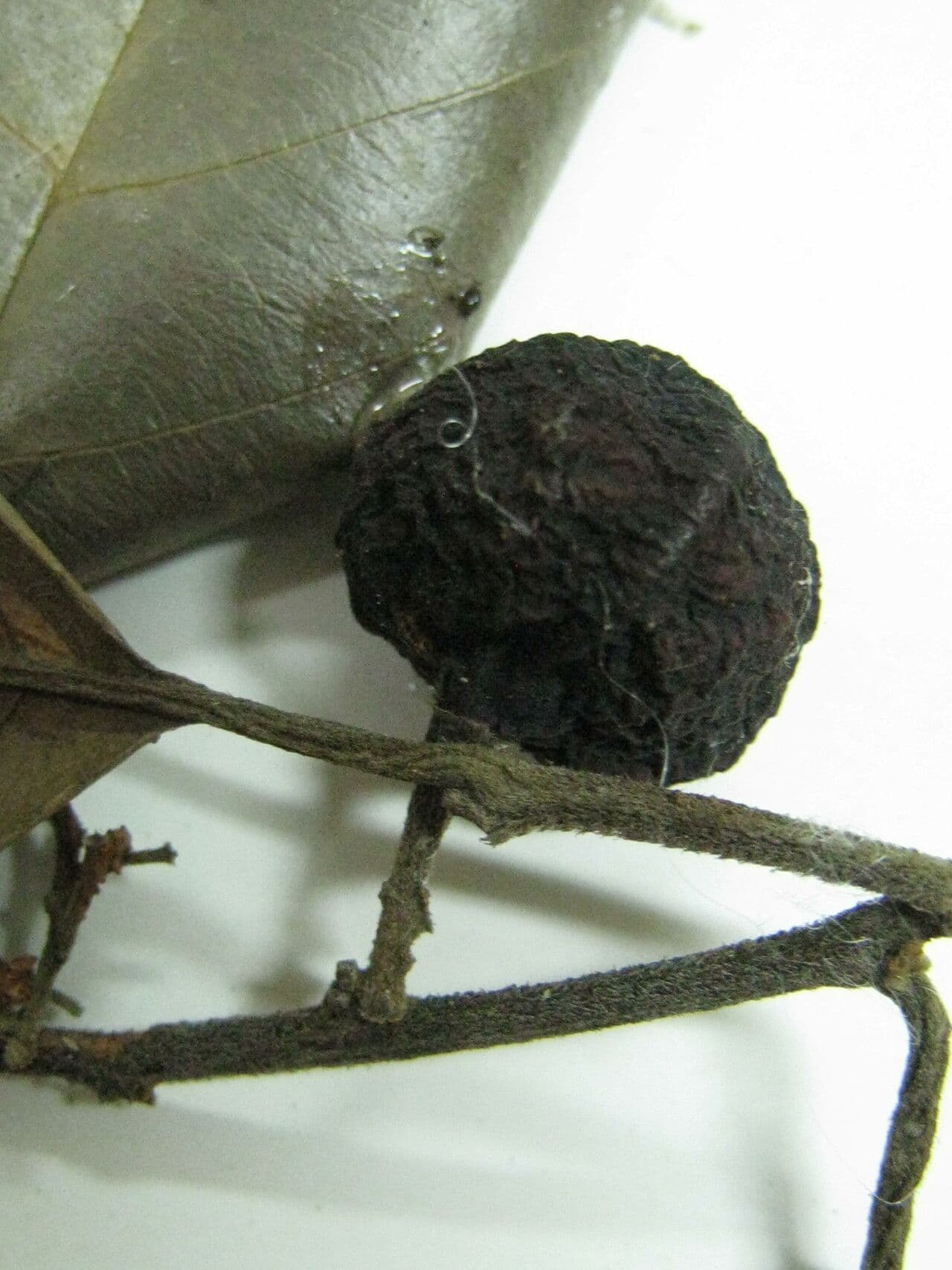 Emmotum 10
