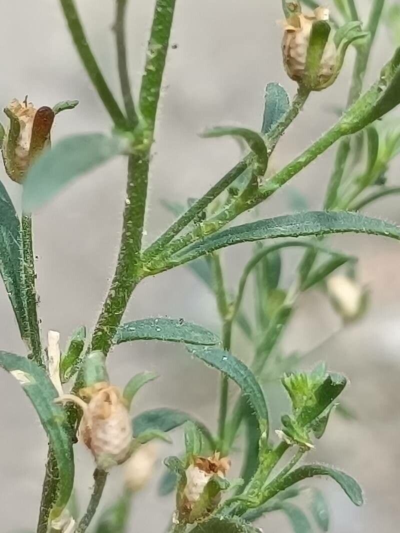 Linaria minore 17