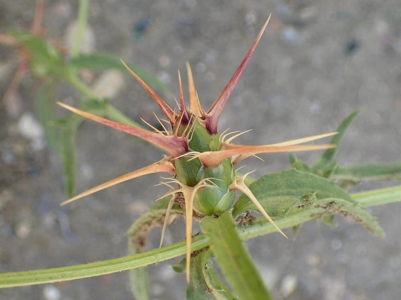 Calcatreppola 5