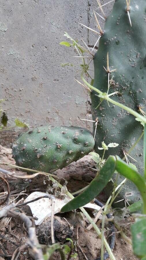Opuntia a tre spine 9