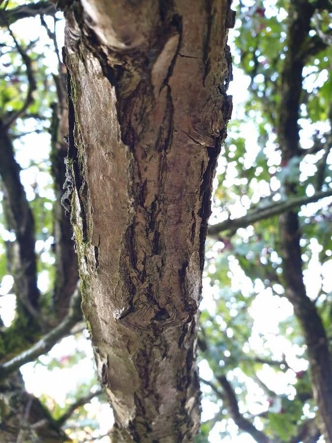 Jarabina brekyňová 22