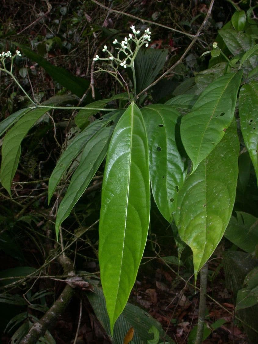 Cordia 10