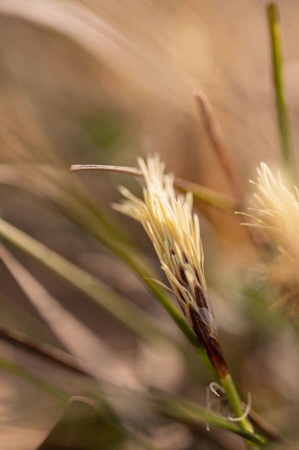 Dwarf sedge 7