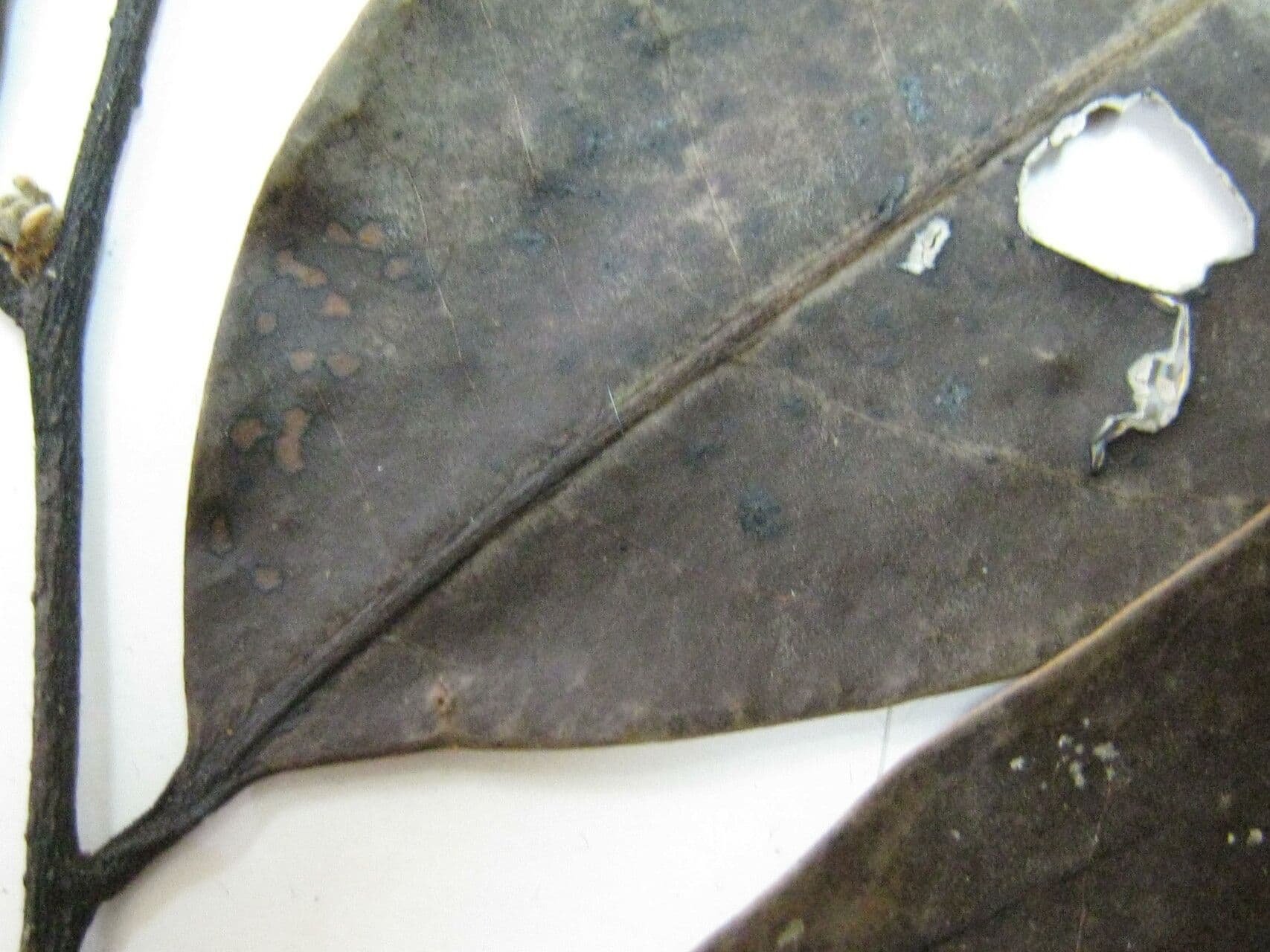 Bocageopsis 4