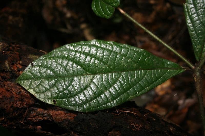 Cordia nodosa 11