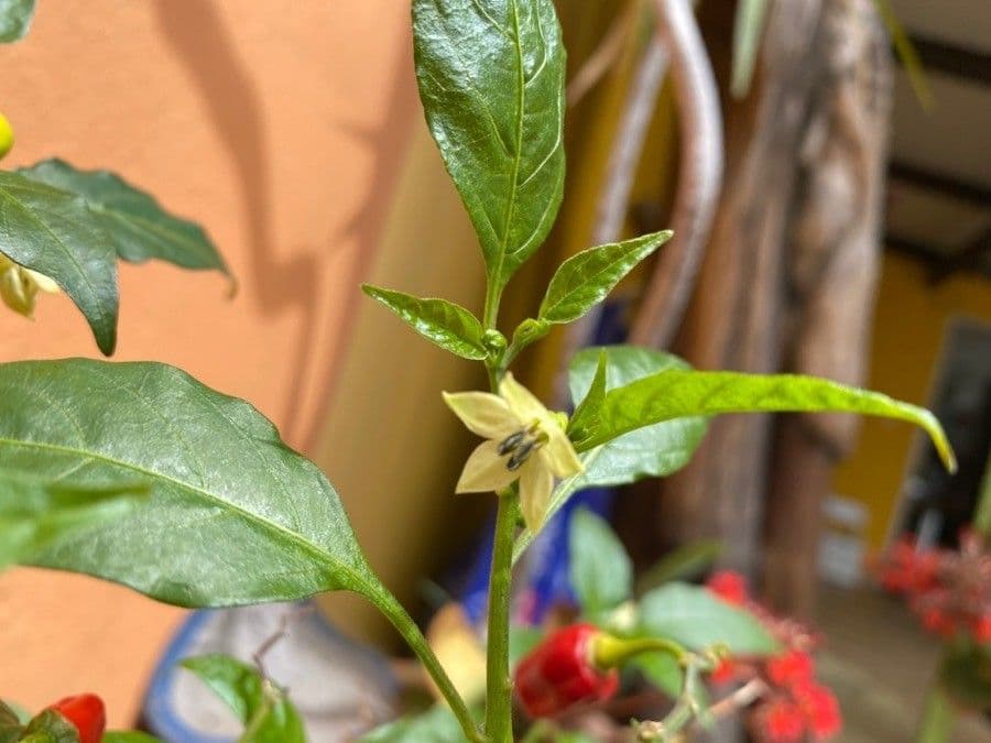 Peperoncino cinese 15