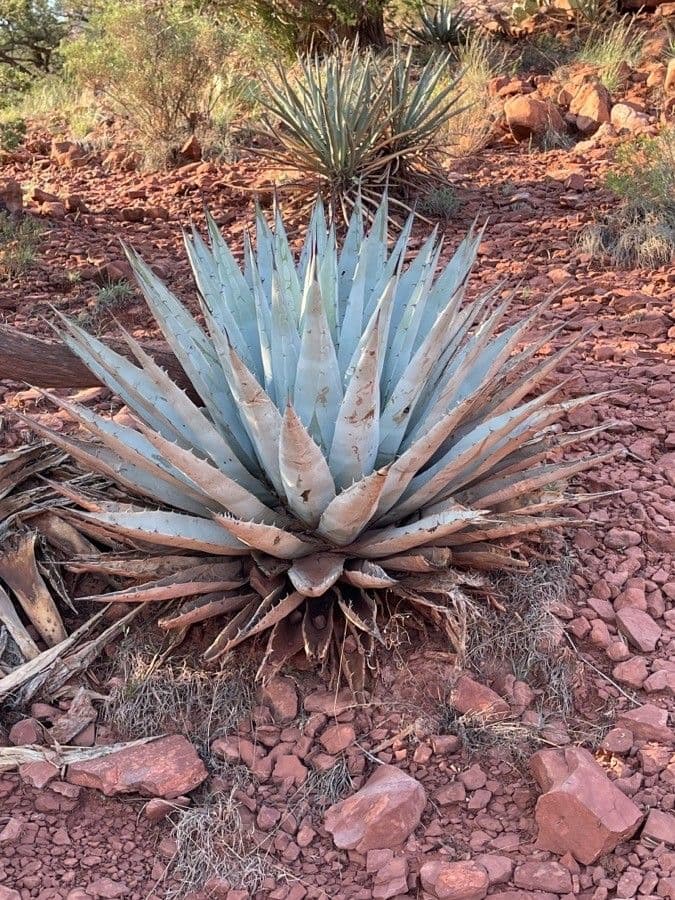 Wüsten-Agave 17