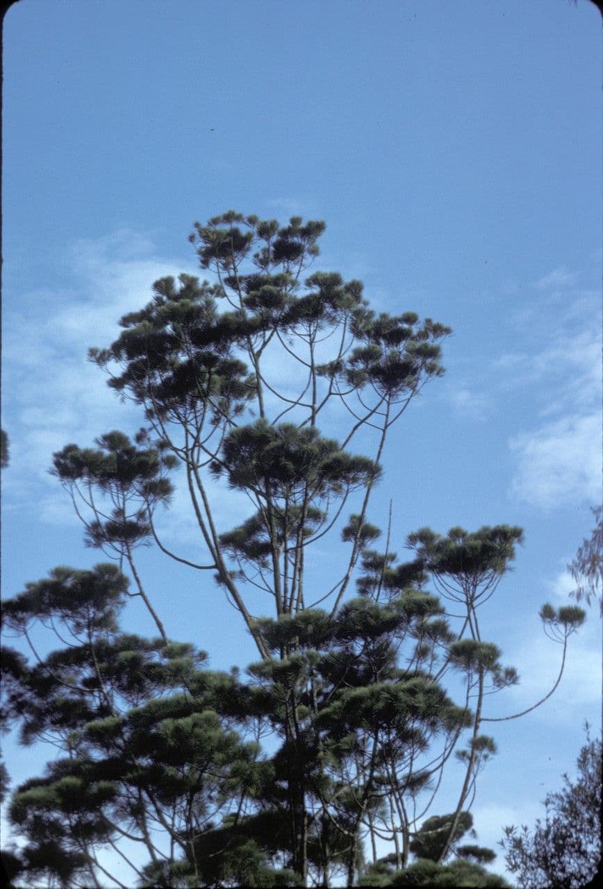 Gymnostoma 7