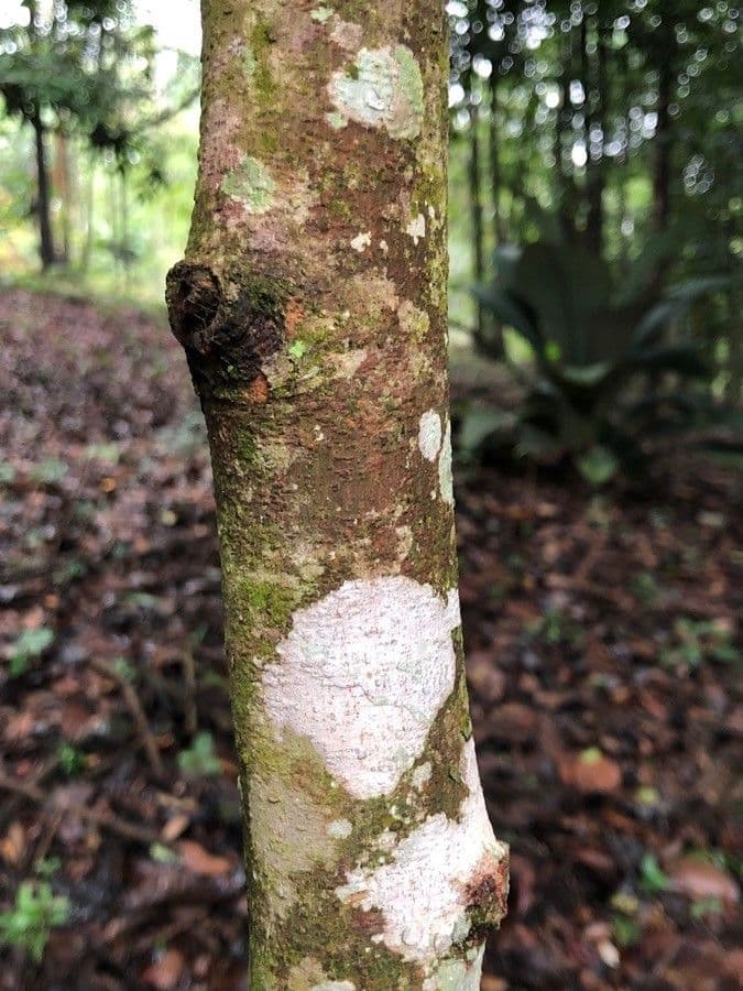 Dipterocarpus 7