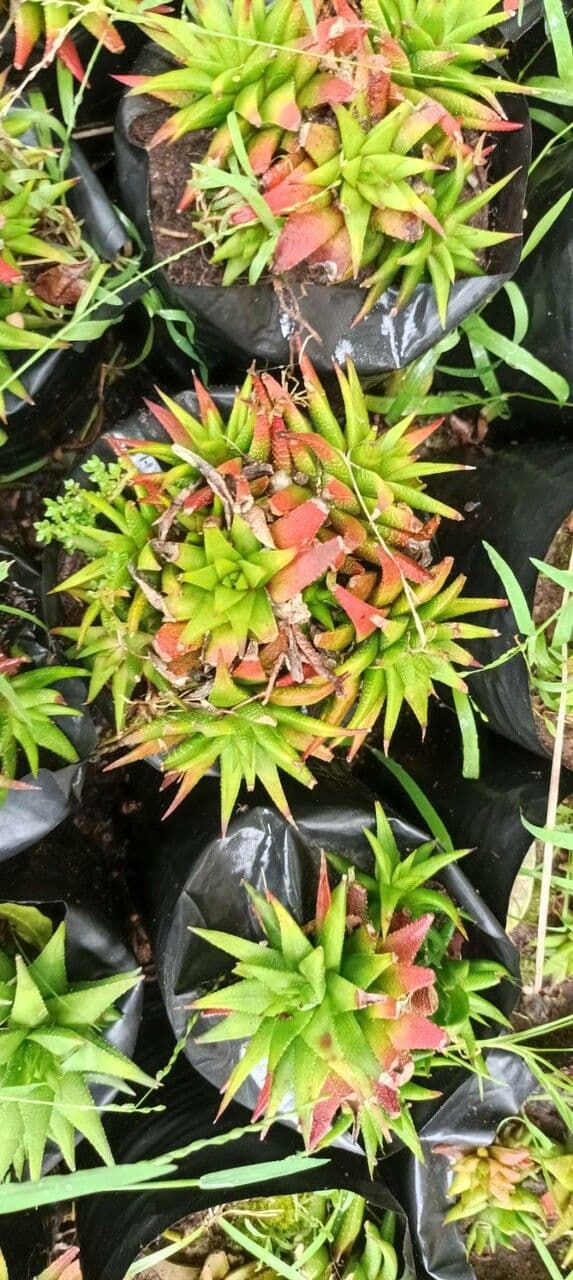 Haworthia 2