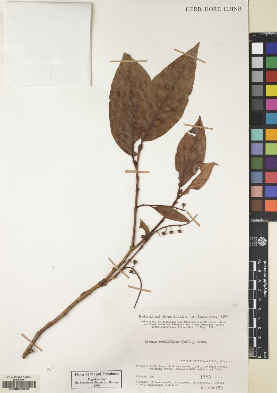 Lyonia 12