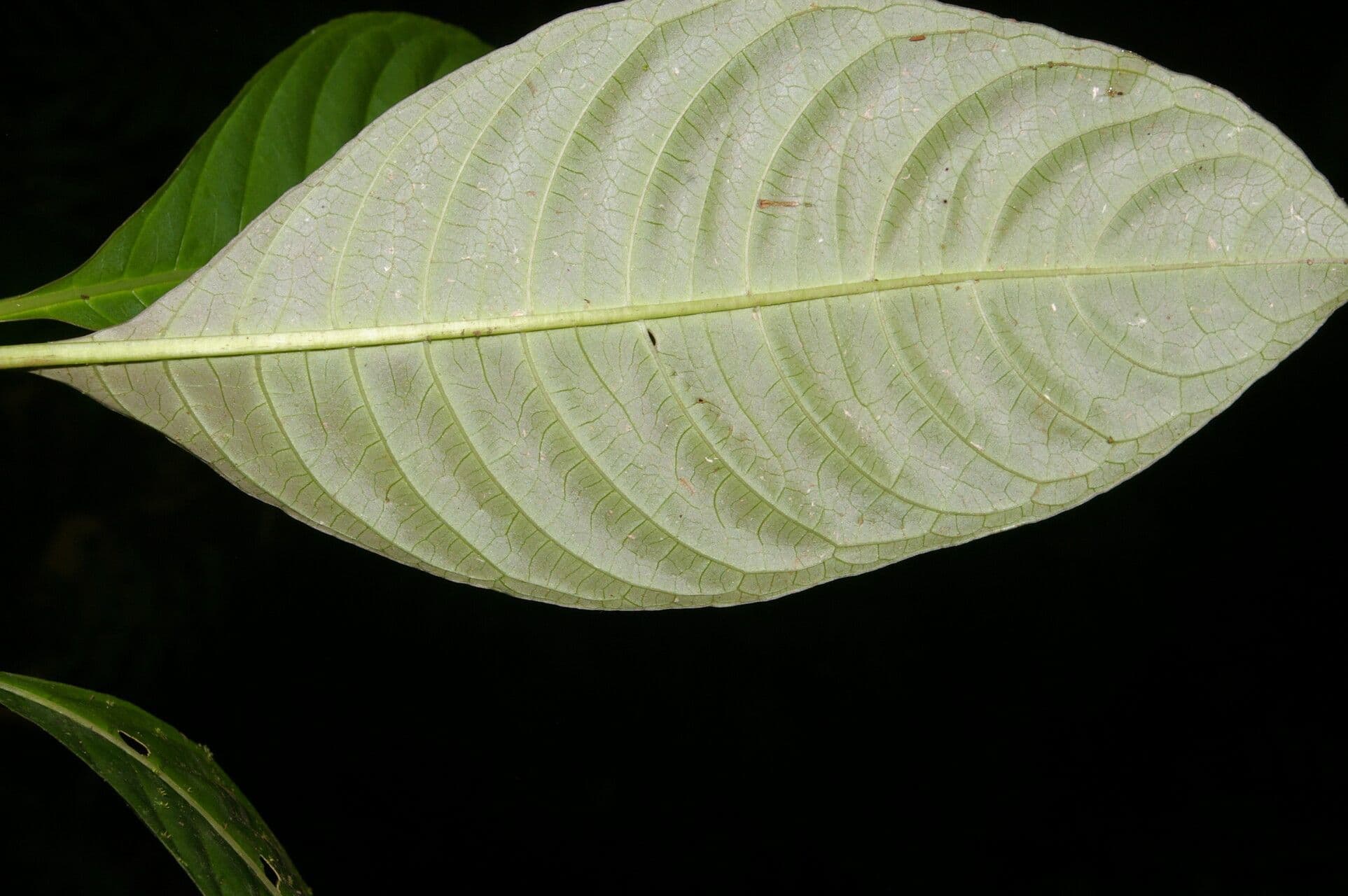 Palicourea 8