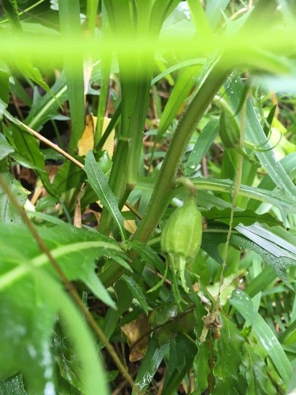 Hippobroma longiflora 2