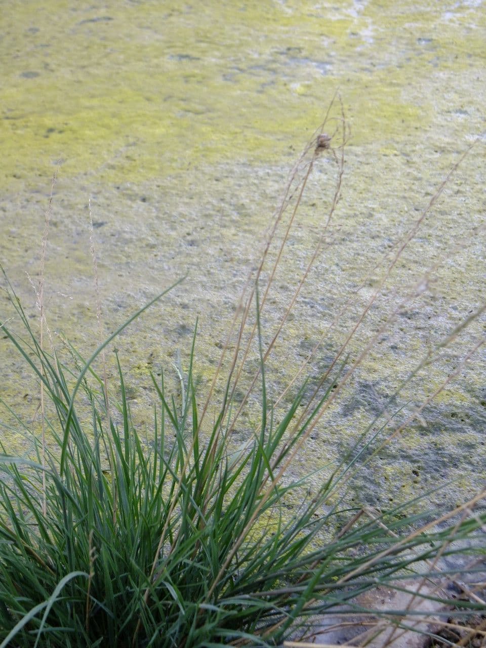 Gramigna delle saline 12