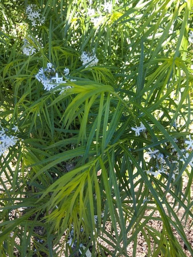 Amsonia cigliata 15