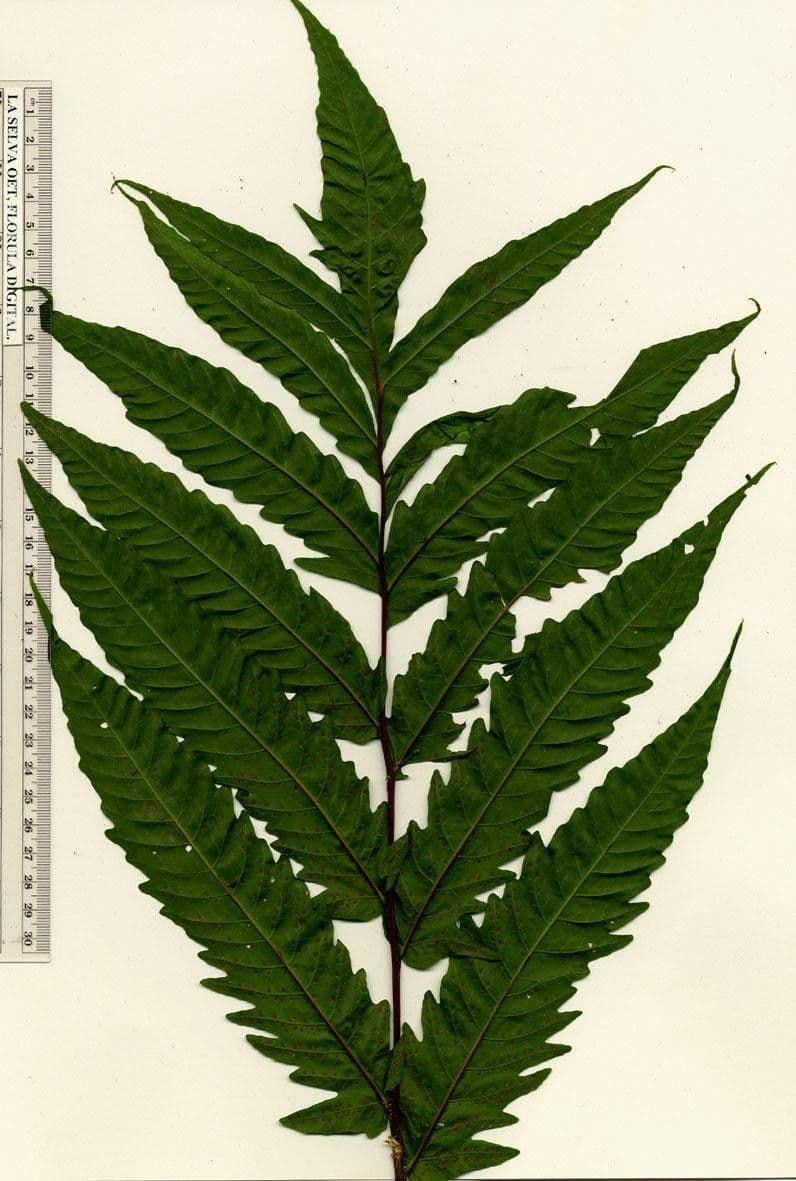 Tektaria wcinana 10