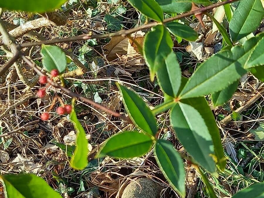 Zanthoxylum ailanthoides 2