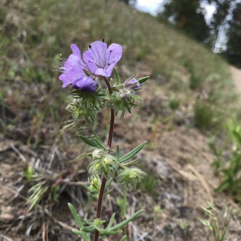 Linear-leaf phacelia 11