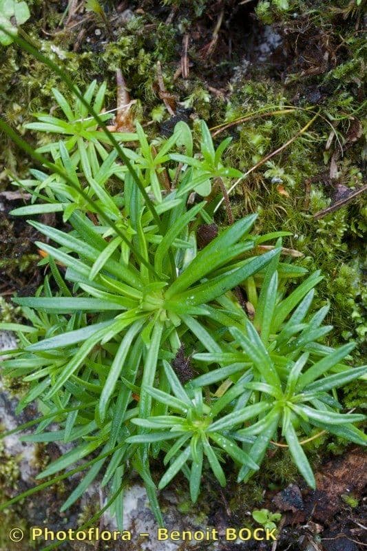 Androsace lattea 9