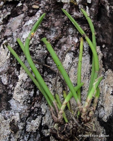 Ceratostylis 14