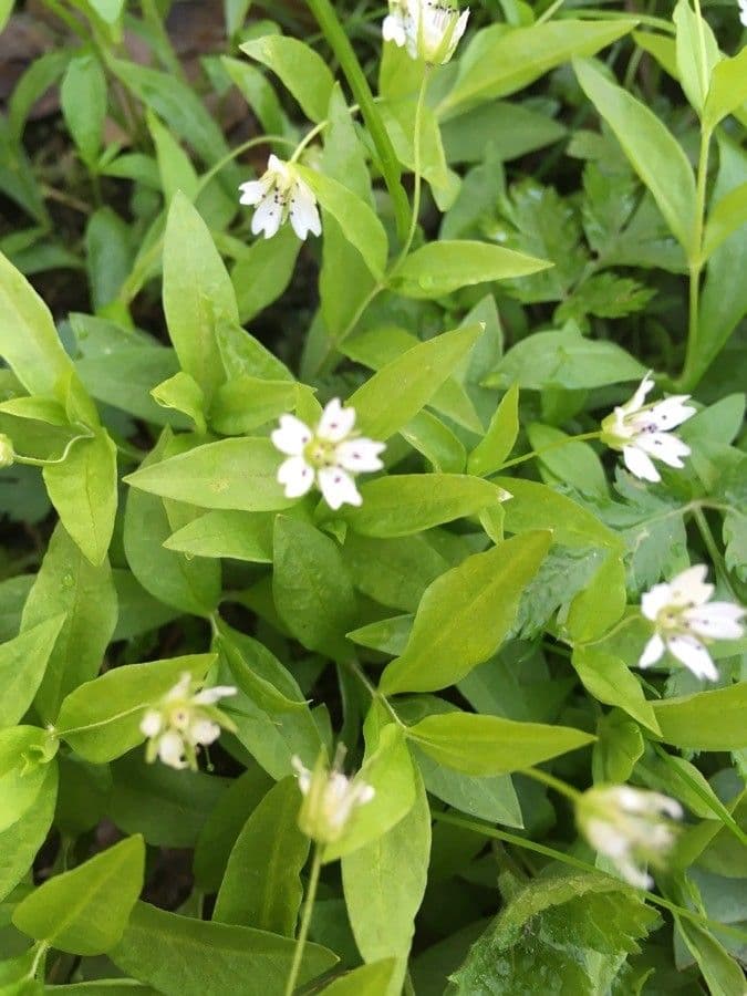 Pseudostellaria 3