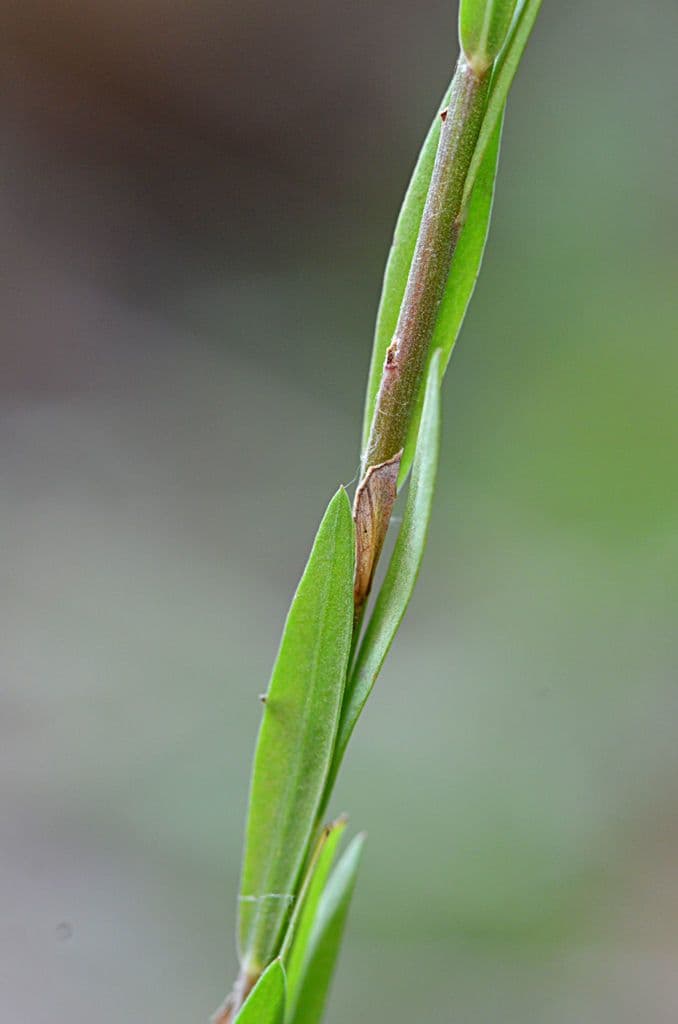 Mittlerer Lein 14