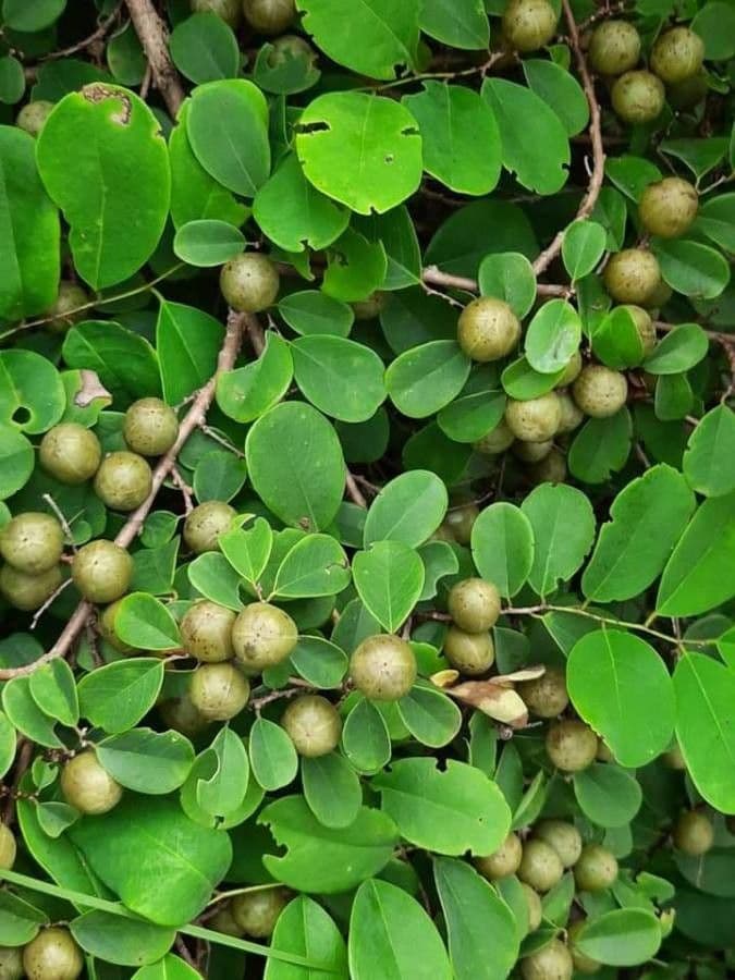 Cleistanthus