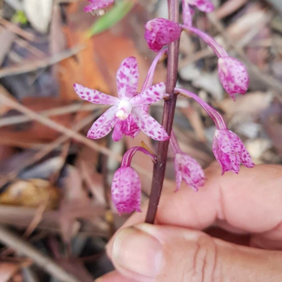 Dipodium