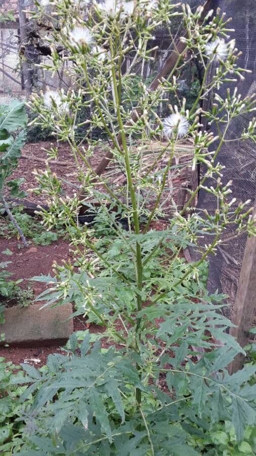 Erba bruciata valerianifolia 3