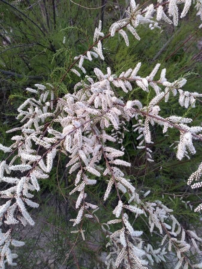 Kanaren-Tamarisk 10