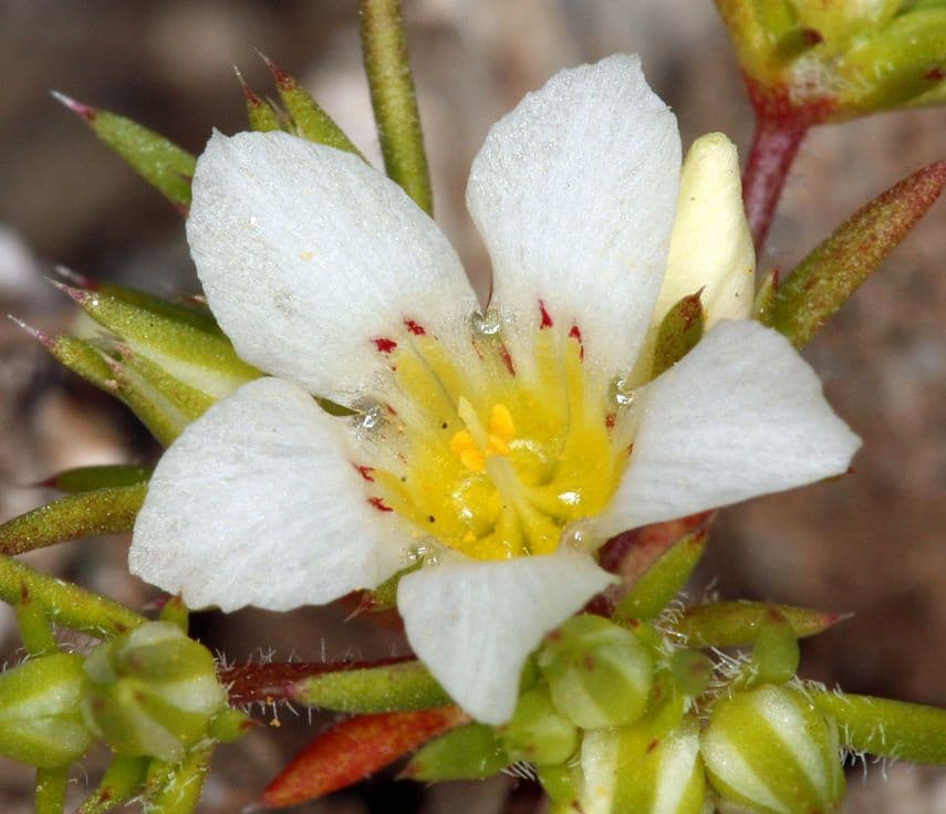 Linanthus basso 3