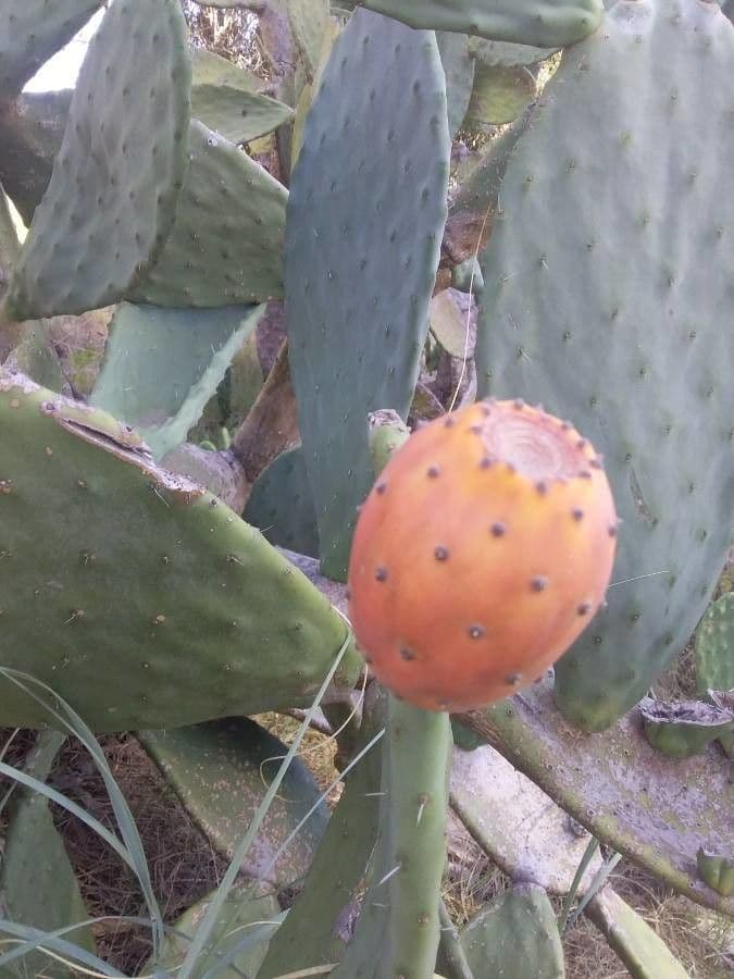 Opuntia a tre spine 5