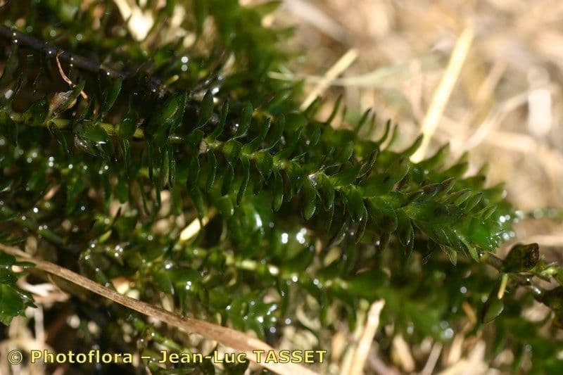 Elodea de Canadá 22