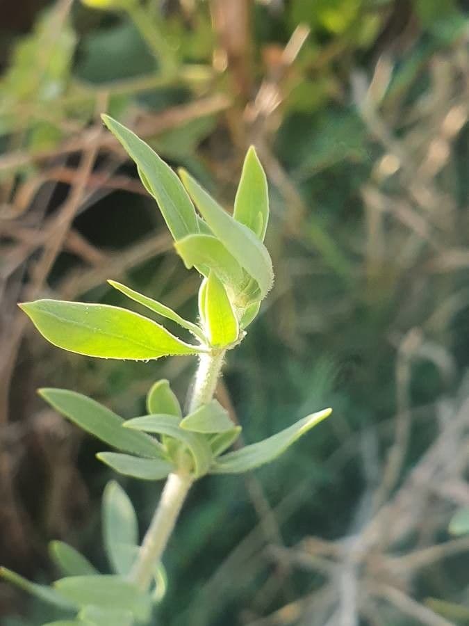 Pollichia campestris 9