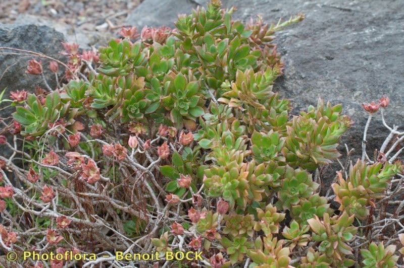 Aeonium decorum 10