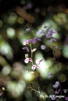 Desmodium canutro 3