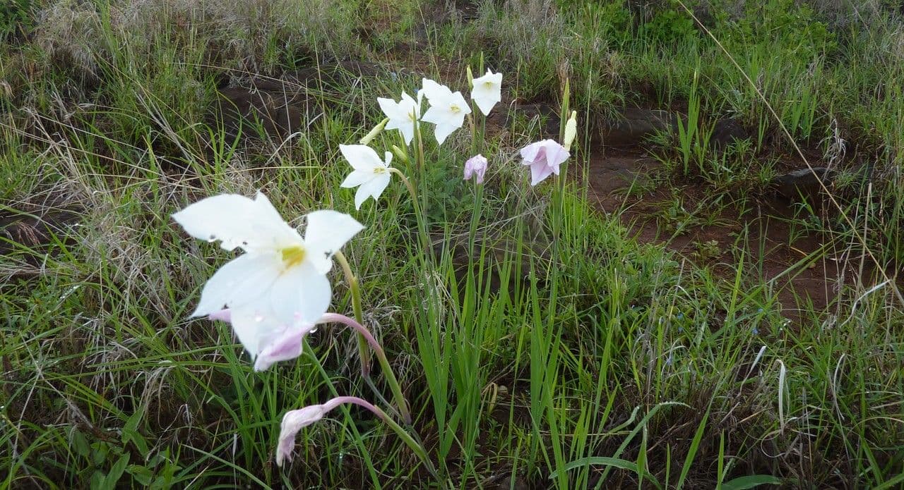 Gladiole 6